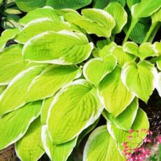 American Dream American Dream