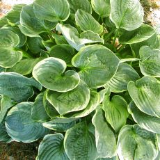 Christmas Tree Christmas Tree