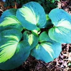 Dream Queen Dream Queen