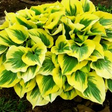 Hosta 'Liberty' Hosta 'Liberty'